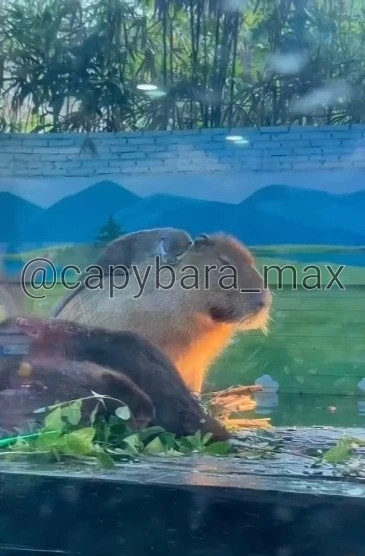 🌿🦫Маленький момент чистого мира капибары 🦫🌿
