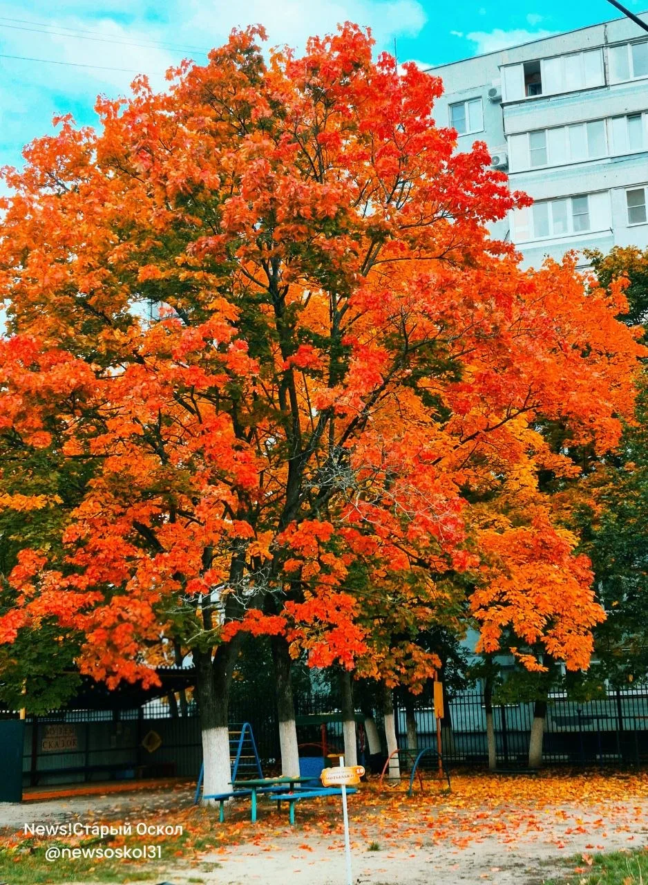Доброе утро, Старый Оскол! 🍁