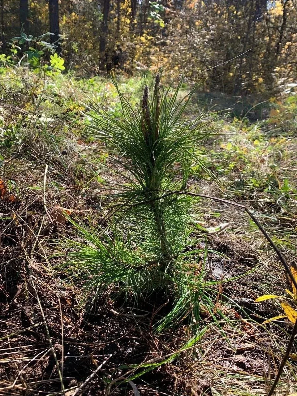 🌲 В Челябинском городском бору появились новые кедры