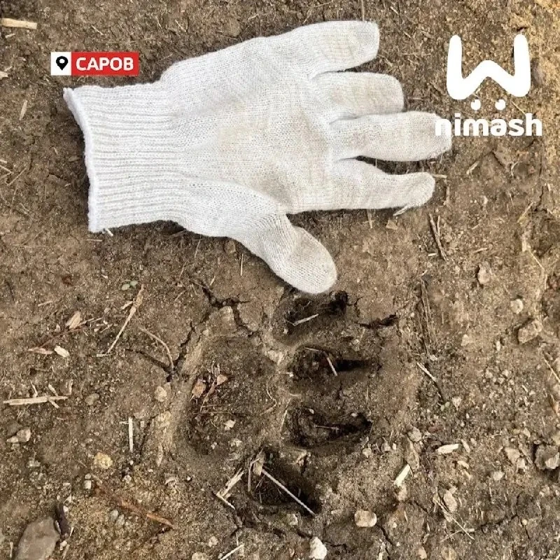 😱Власти Сарова попросили людей не посещать некоторые места у города из-за медведей