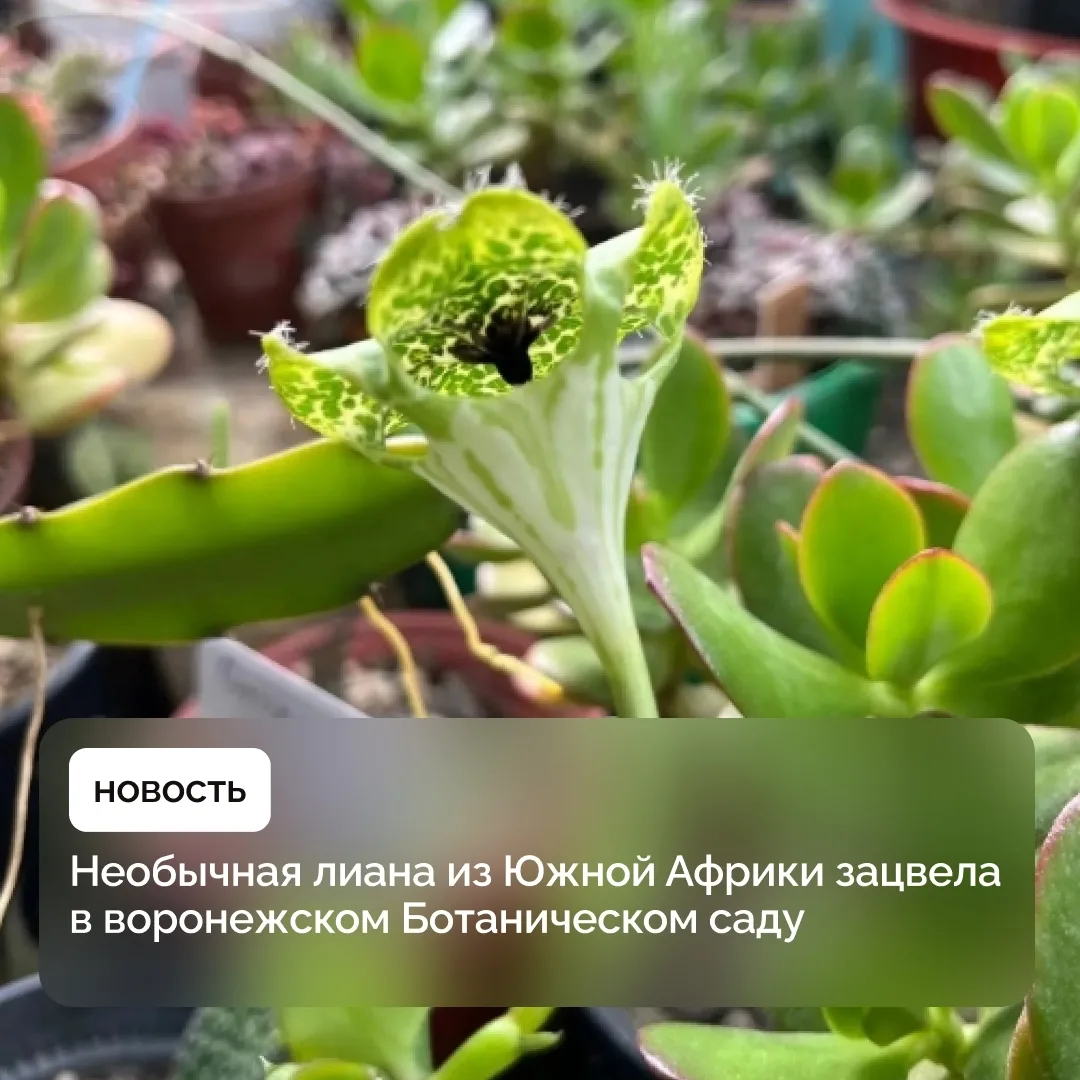 В Ботаническом саду имени профессора Козо-Полянского зацвела церопегия Сандерсона — мно...