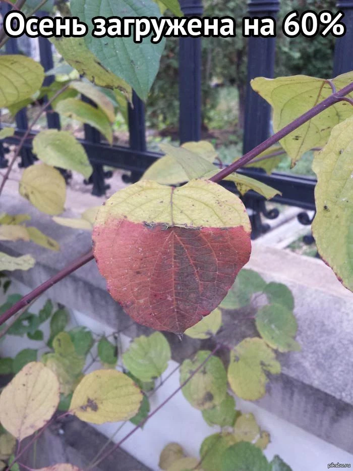 🍂 Топ-5 фактов, которые заставят вас взглянуть на листопад по-новому