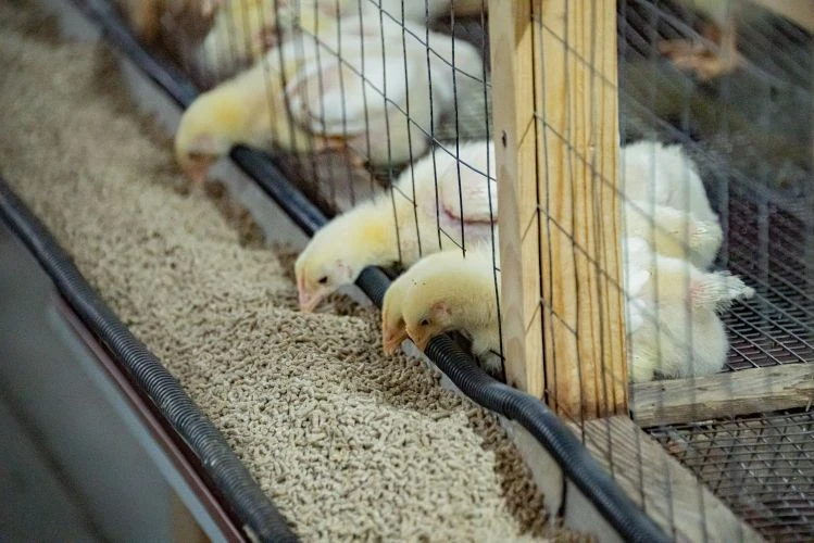 В Севастополе реализуются новые меры господдержки для открытия фермерских хозяйств