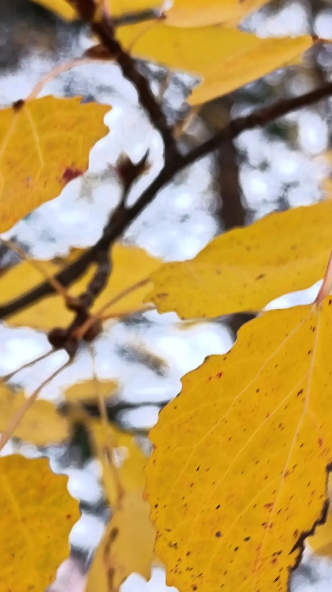 Последние листья 🍁