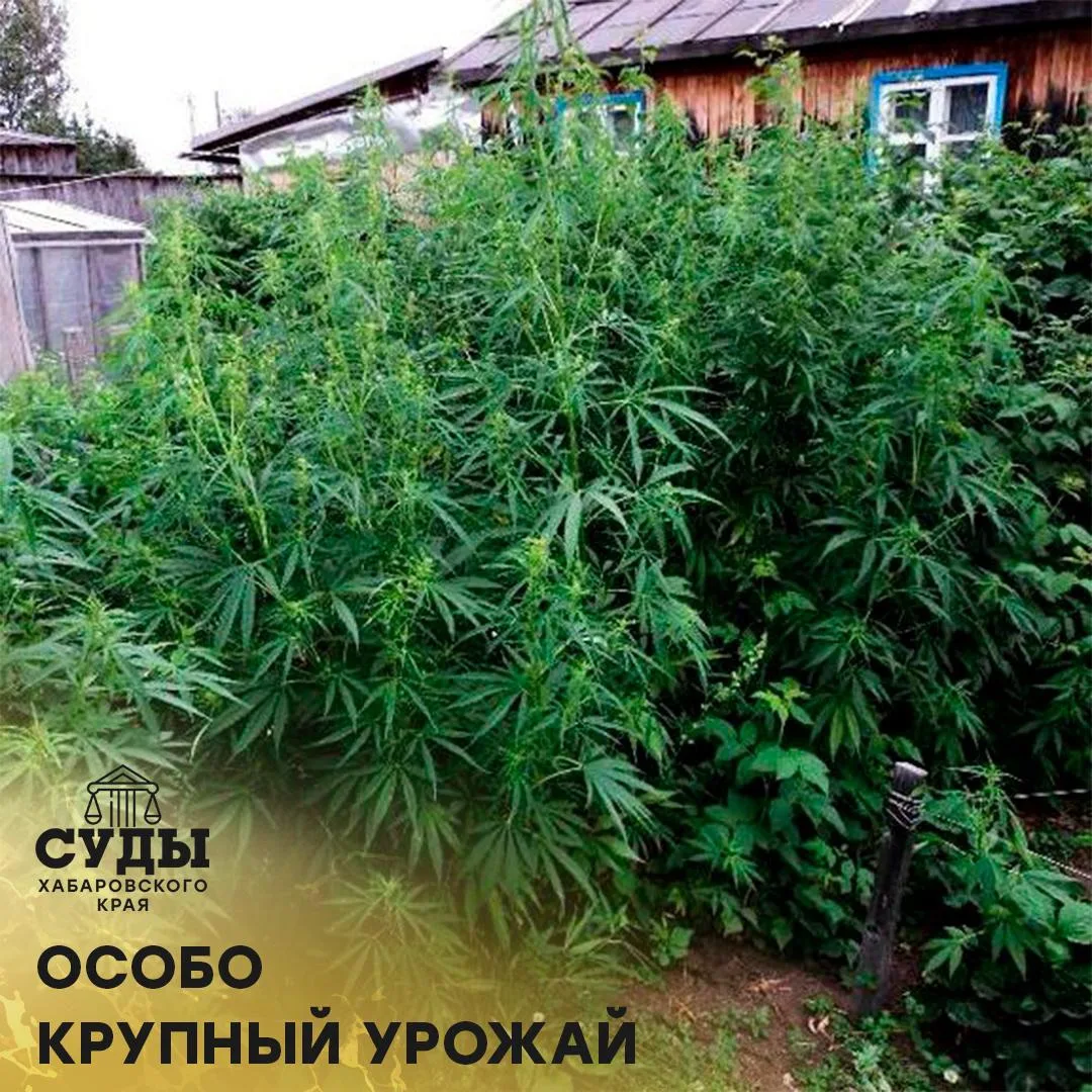 Комсомольским районным судом Хабаровского края вынесен обвинительный приговор по п. «в»...