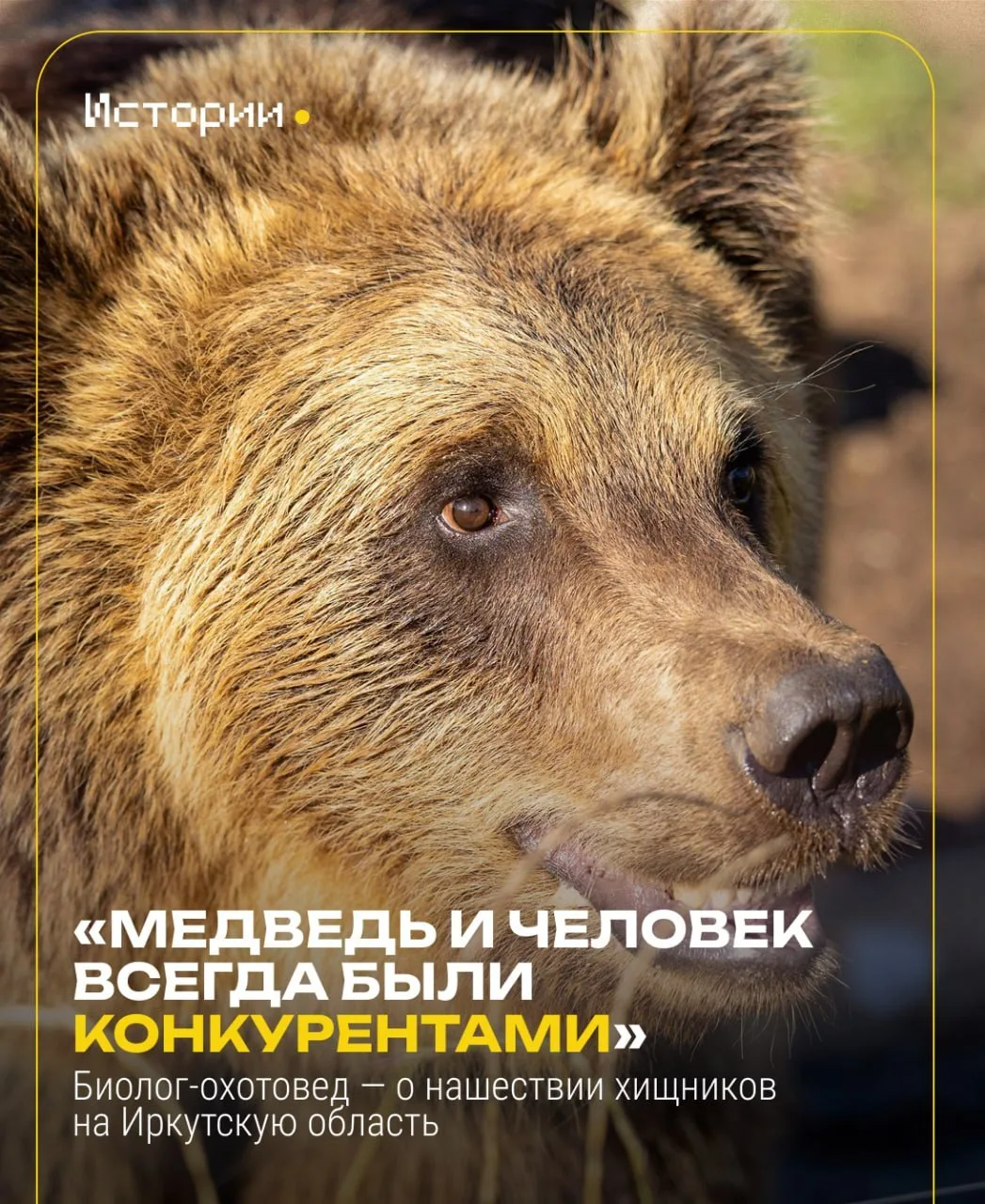 В Иркутской области отстреляли сотни медведей