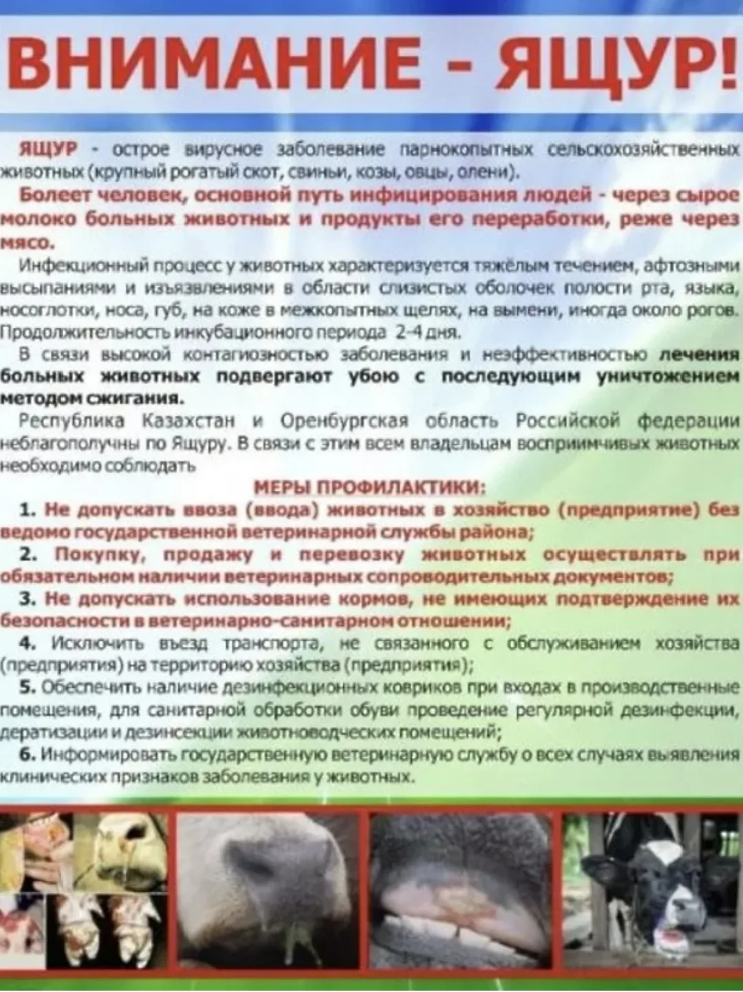 Ящур!