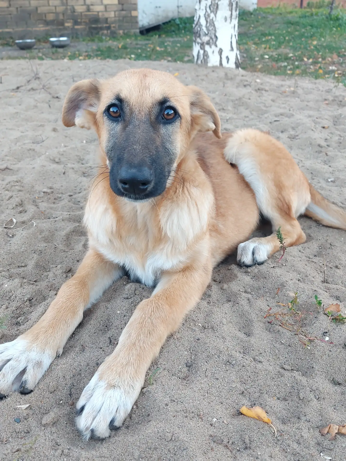 ✨Отдам щенков в добрые руки! 🐶