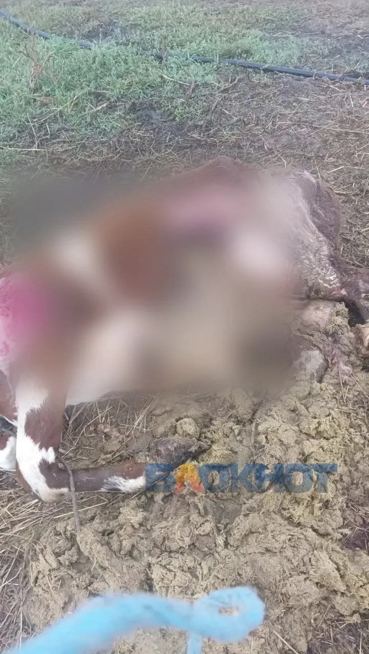 🐺 В Староминском районе волки нападают на скот у хутора Веселый