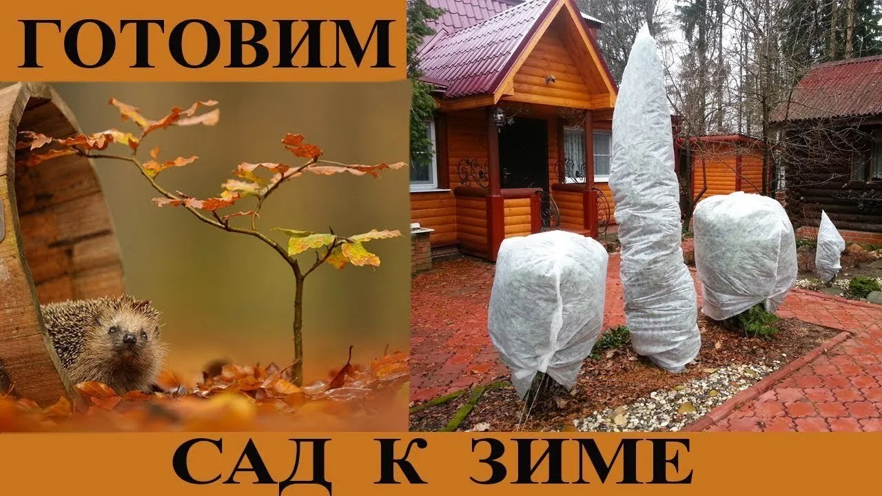Октябрь: готовим сад к зиме 🍂❄