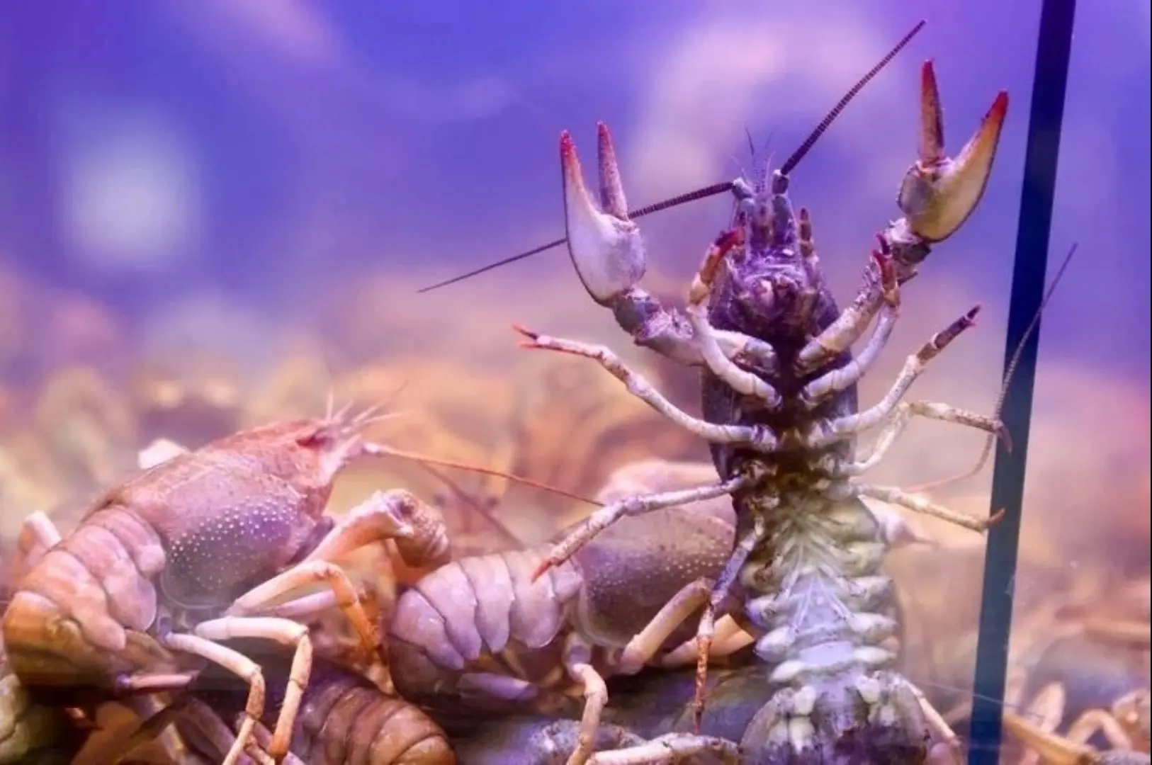 🦞 Раки в цене: штраф за незаконный вылов вырос в 15 раз