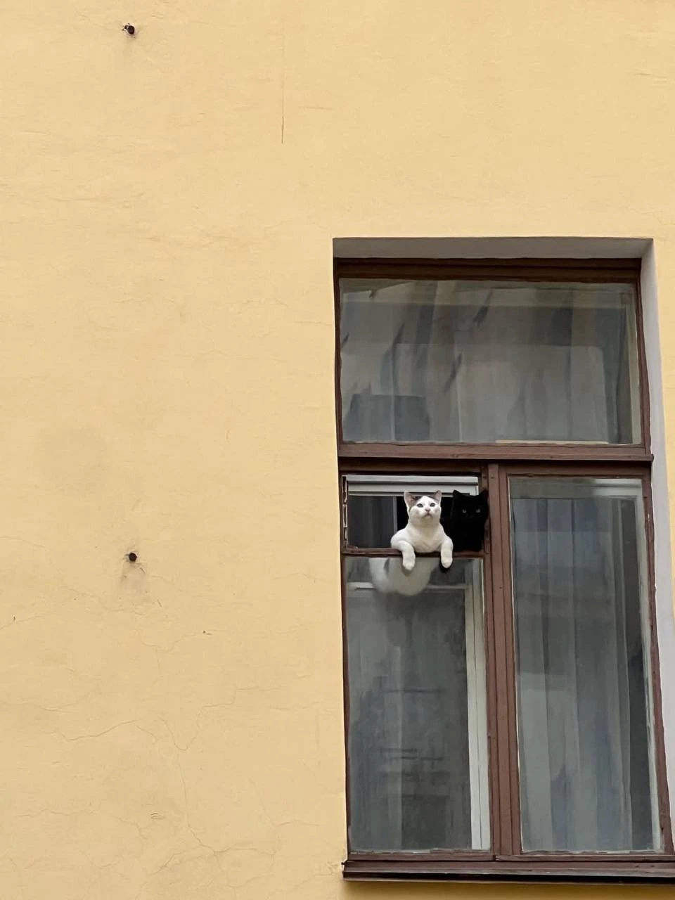 😽Усатые старожилы района пристально следят за жизнью Питера из окон.