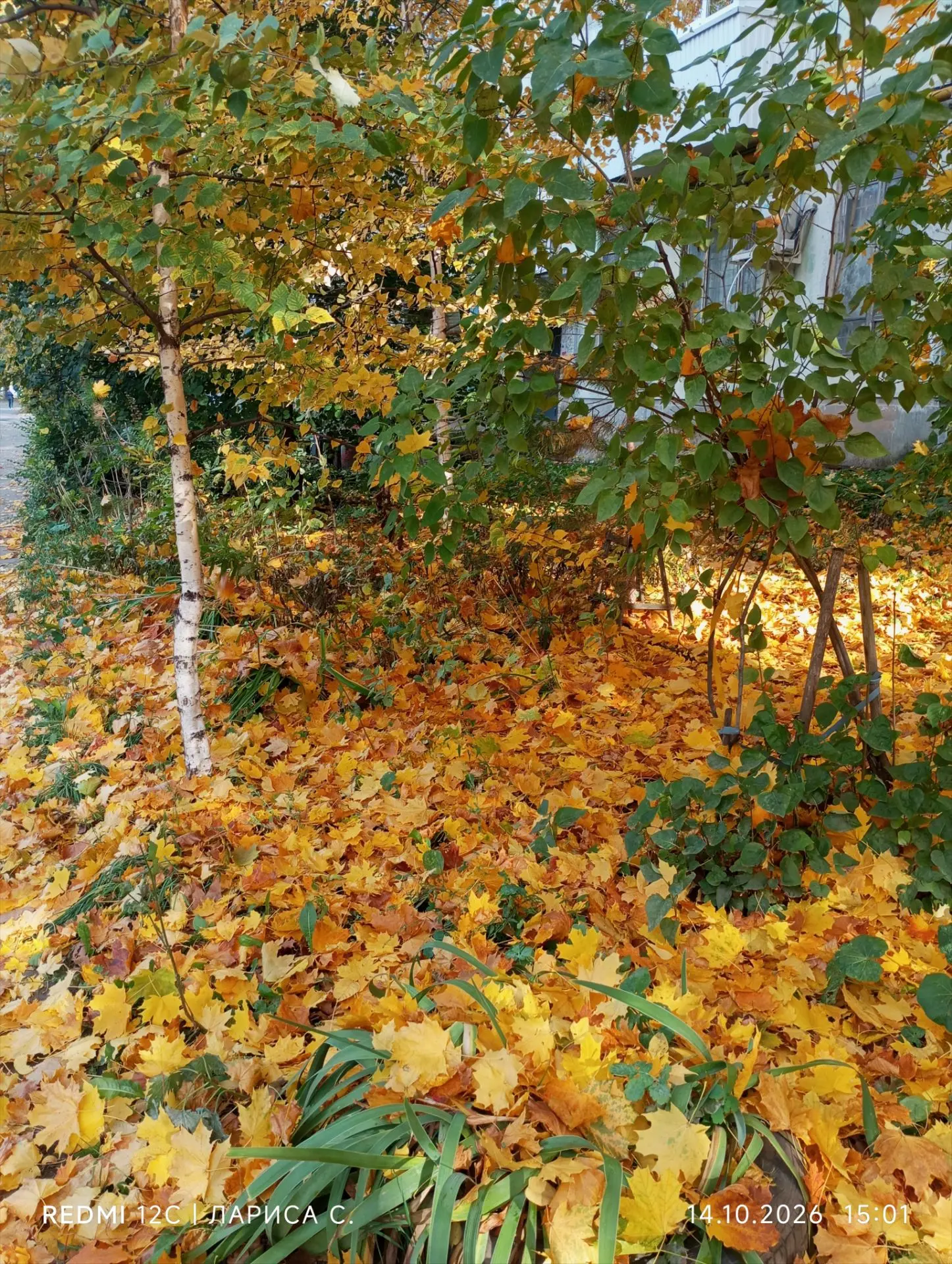 Мне кажется, жёлтые кленовые листья - это символ осени)