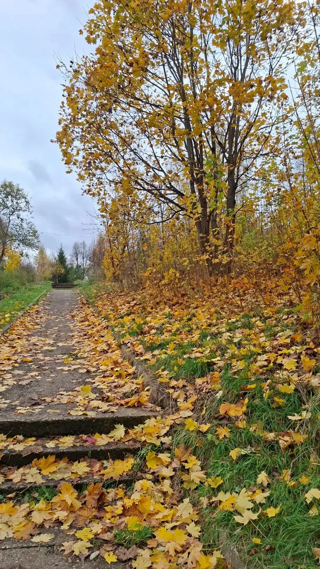 Какая у нас замечательная осень 🍂