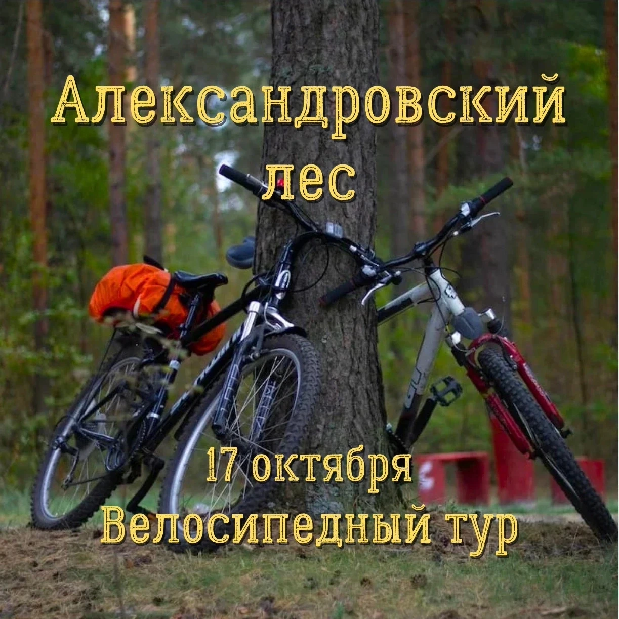 АЛЕКСАНДРОВСКИЙ ЛЕС 🚴🍁