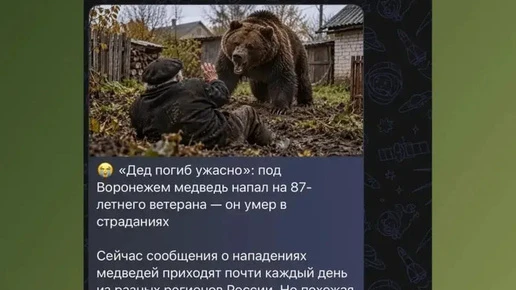 В Воронеже распространили фейк о нападении медведя на 87-летнего ветерана