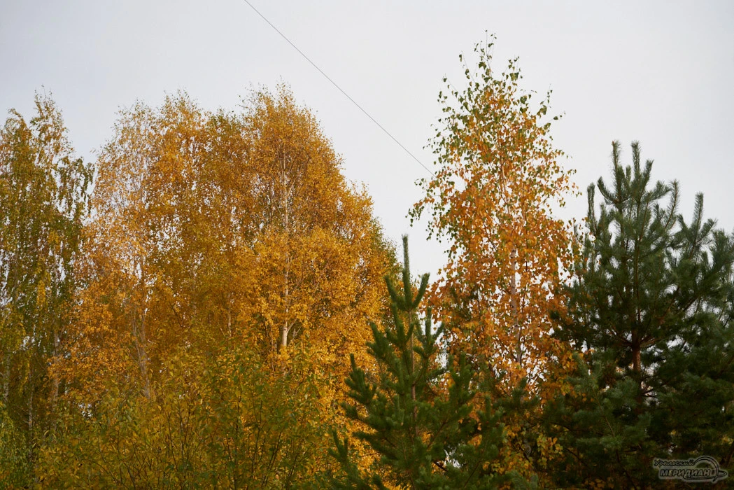 🌳 Учёные предлагают свердловчанам 15 октября выйти во двор и посмотреть на берёзы.