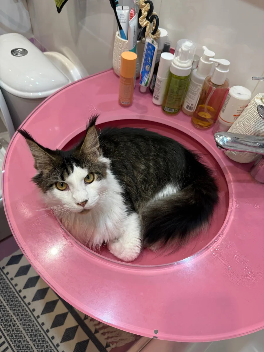 😼 У Марка утренние процедуры