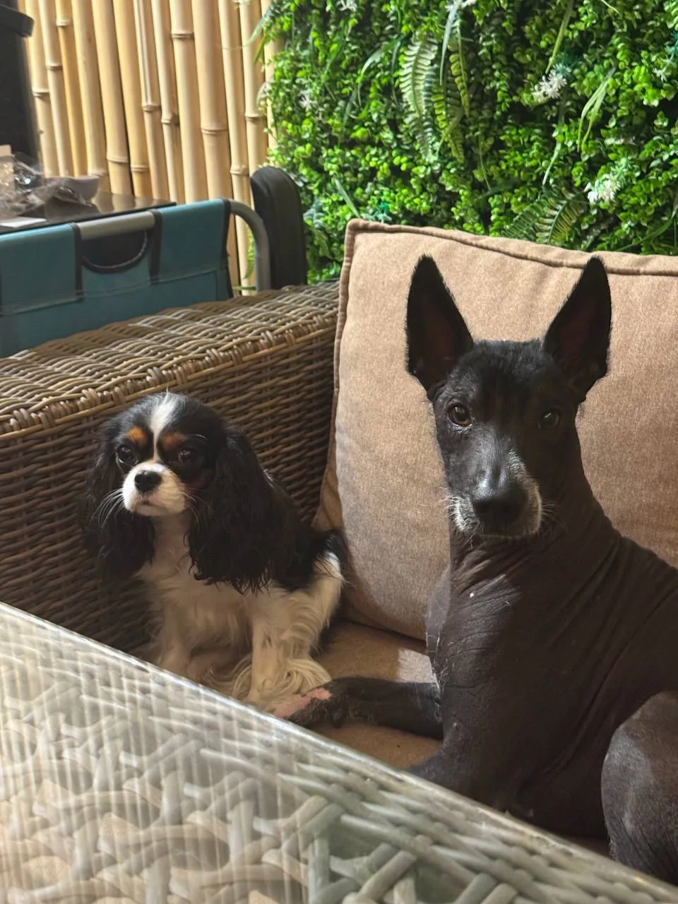 Бывает ли собачья дружба🐕?