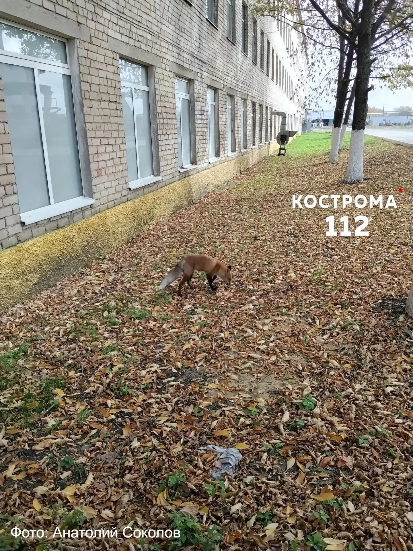 🦊 Жители Галича рассказали, что лиса у больницы давно живёт рядом с людьми.