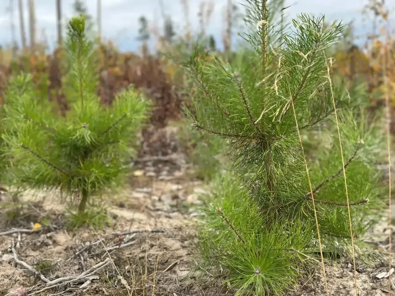 🌲🌱 В этом году в рамках акции «Сохраним лес» в Архангельской области высадили 113 тыс...