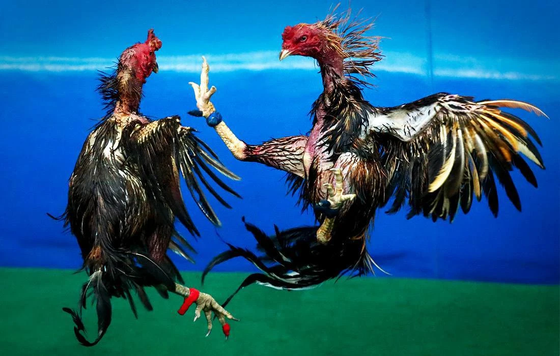 🐓 В России суд признал запрещёнными видео с петушиными боями.