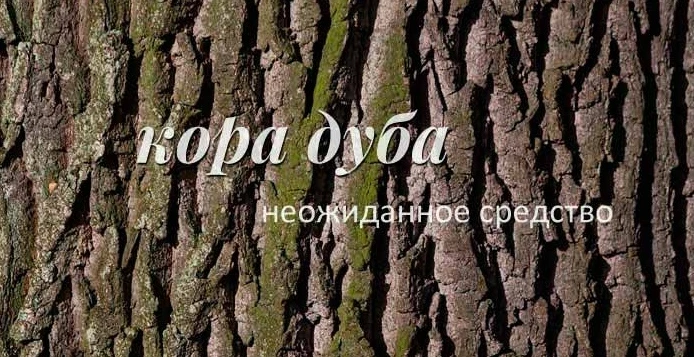 Пока не распустились первые листочки, можно собрать дубовую кору.