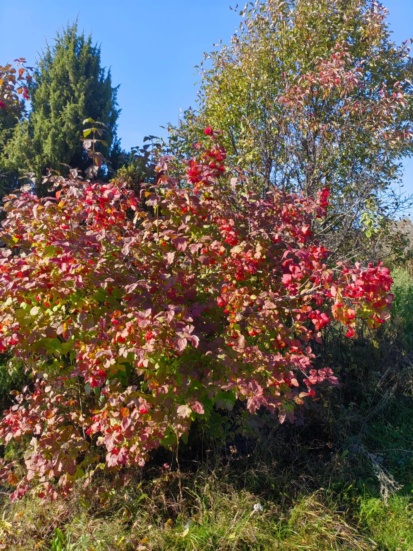 Хәерле иртә, безне карап баручы дусларыбыз 🍁🍂🌾