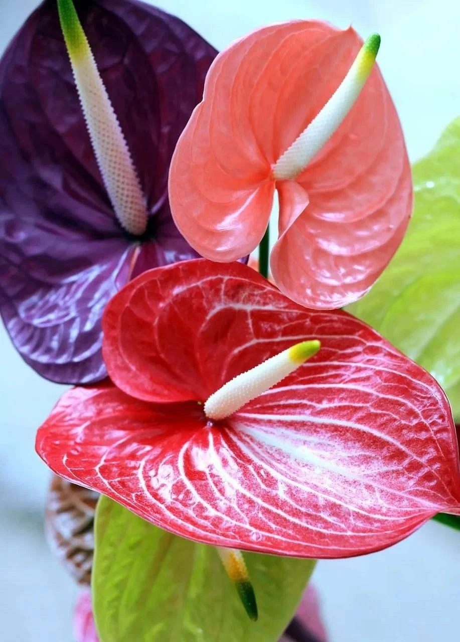 Антуриум 🌺