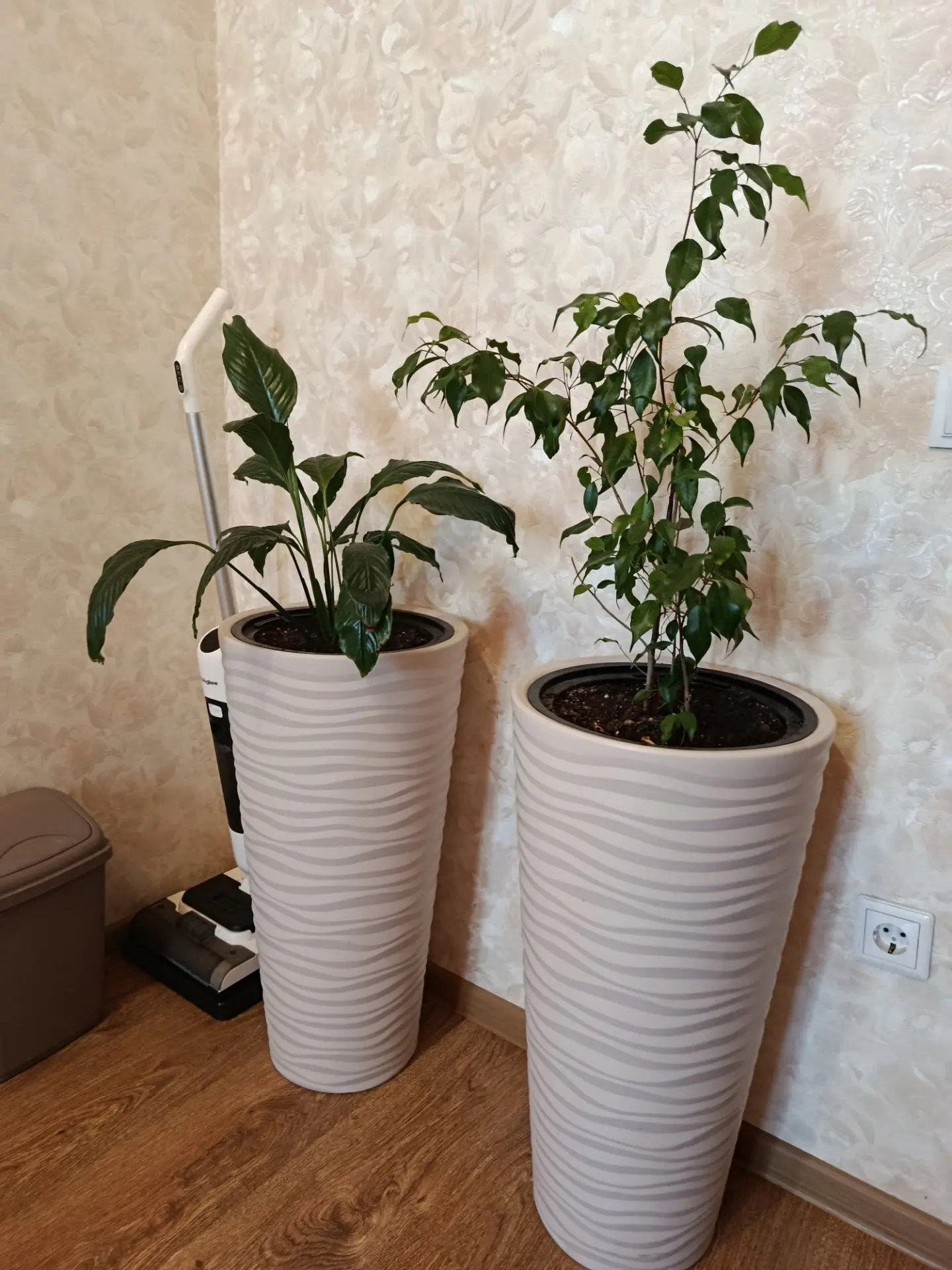 Продам комнатные растения в красивых горшках
