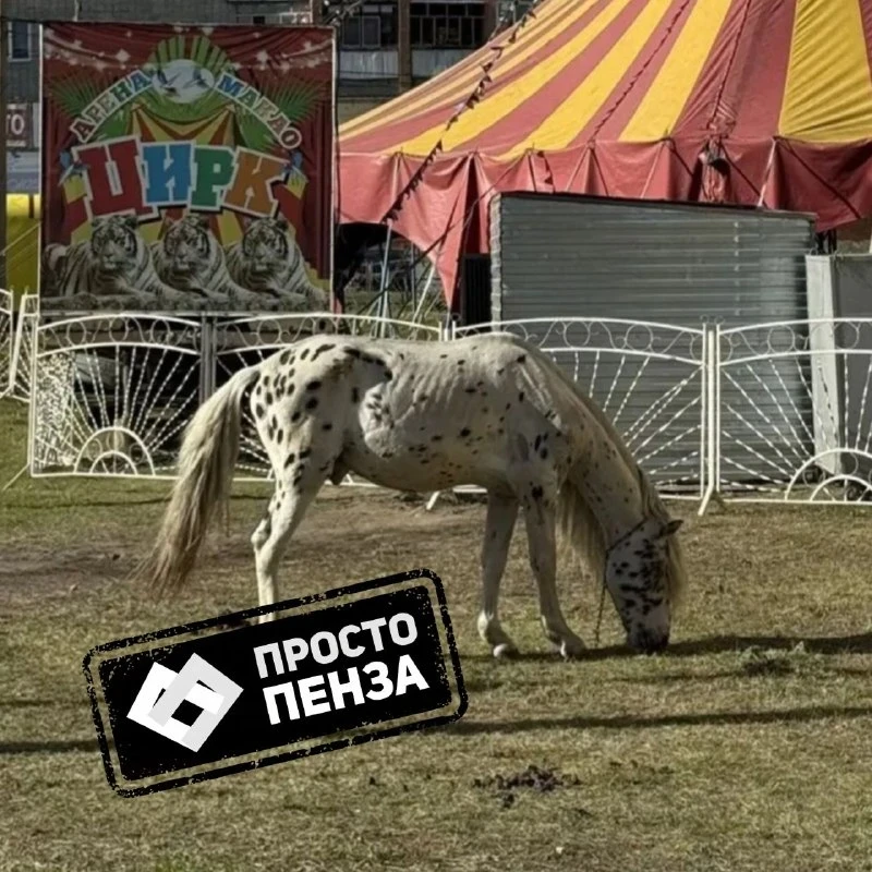 В пензенском цирке зрители заявили о жестоком обращении с тиграми