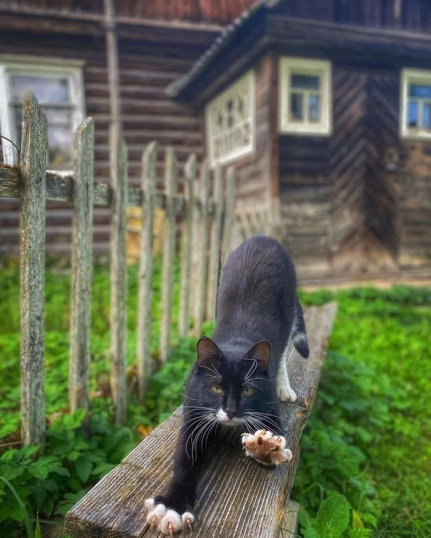Доброе утро деревенское от коти 😹