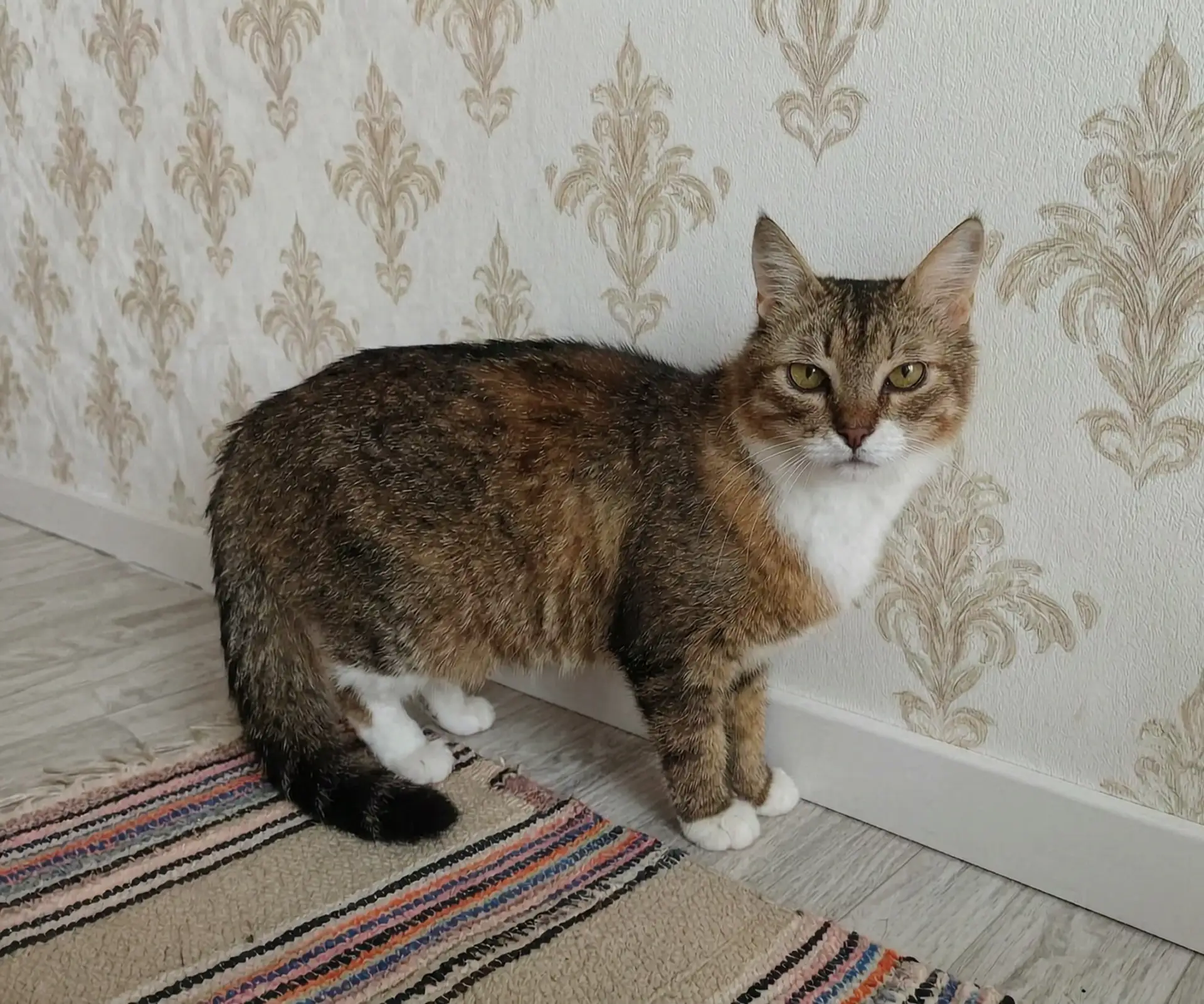 🏡 Ищем добрые ручки для Лолы! ❤️