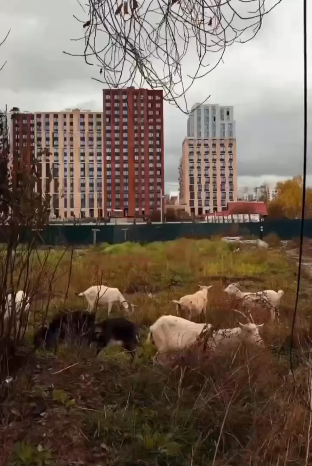 Пасущихся коз заметили у новостроек в Тюмени, в районе Заречного. Животные мирно щипали...