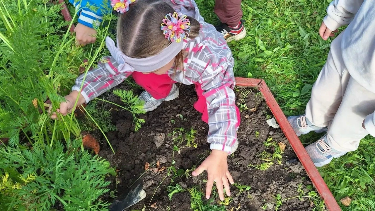 Наши «Светлячки» собрали урожай моркови! 🥕