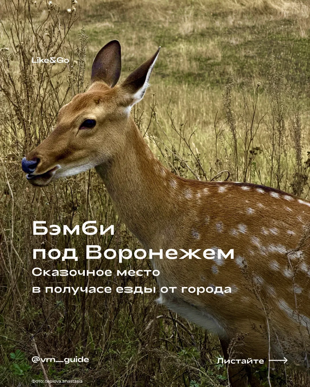 В Липецкой области есть целый парк с оленями, а мы нашли похожее место совсем рядом с В...