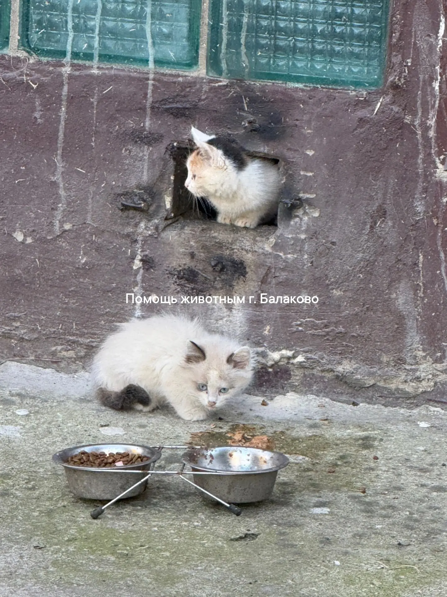 Четыре пушистых котёнка ищут любящий дом! 🐾Сегодня кошка-мама впервые вывела малышей и...