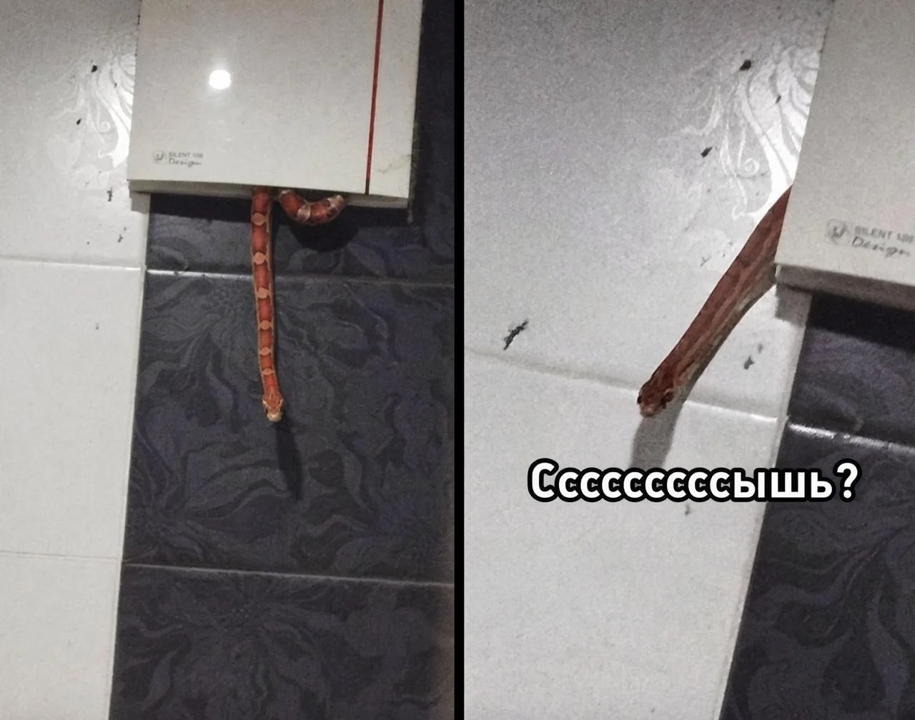 Змея выползла из вентиляции прямо в ванную москвича, а через несколько минут уползла об...