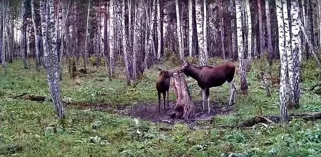 Фотоловушка в Курганской области сняла лосей, косуль и кабанов