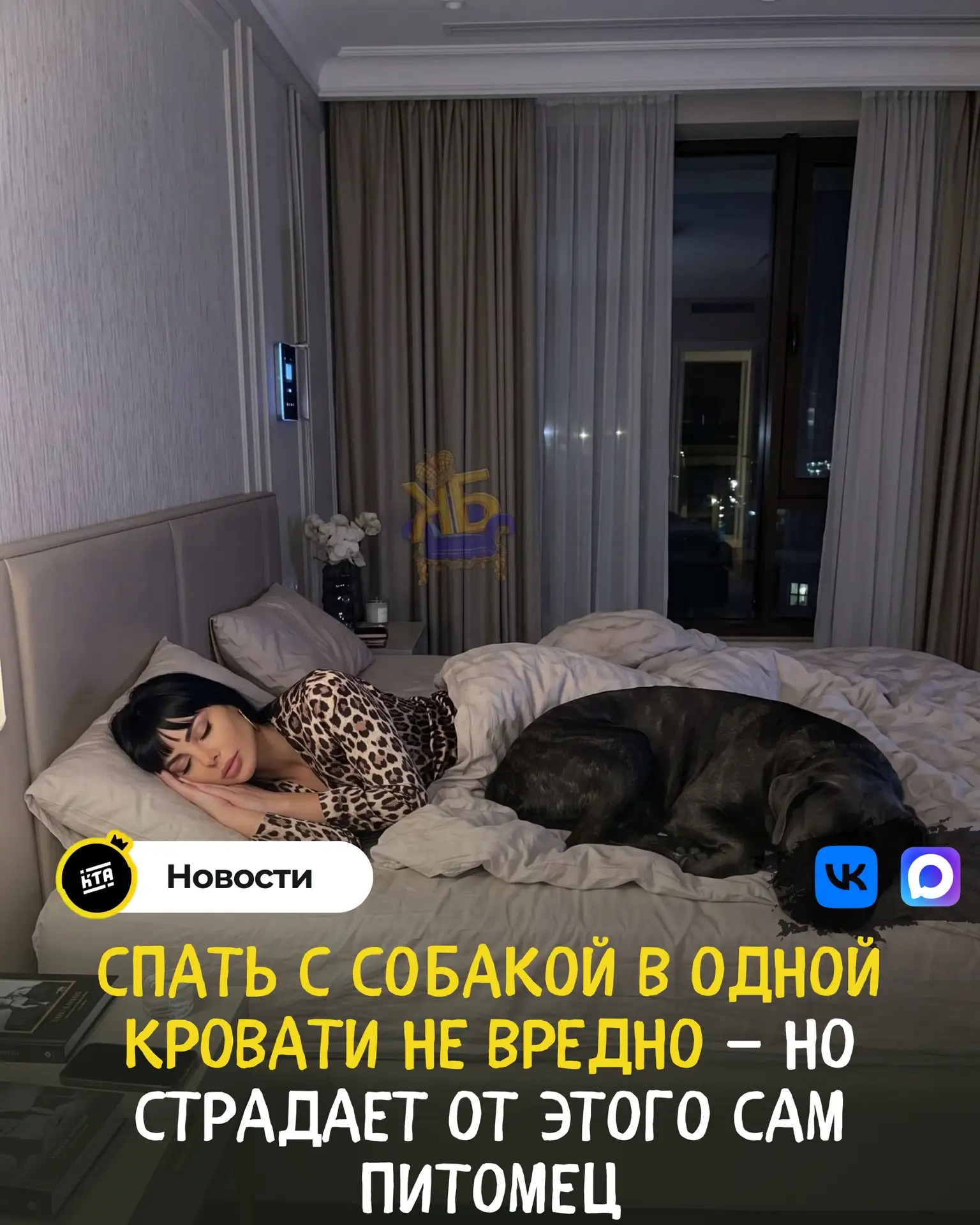 💤 Спать с собакой в одной кровати не вредно — но страдает от этого сам питомец