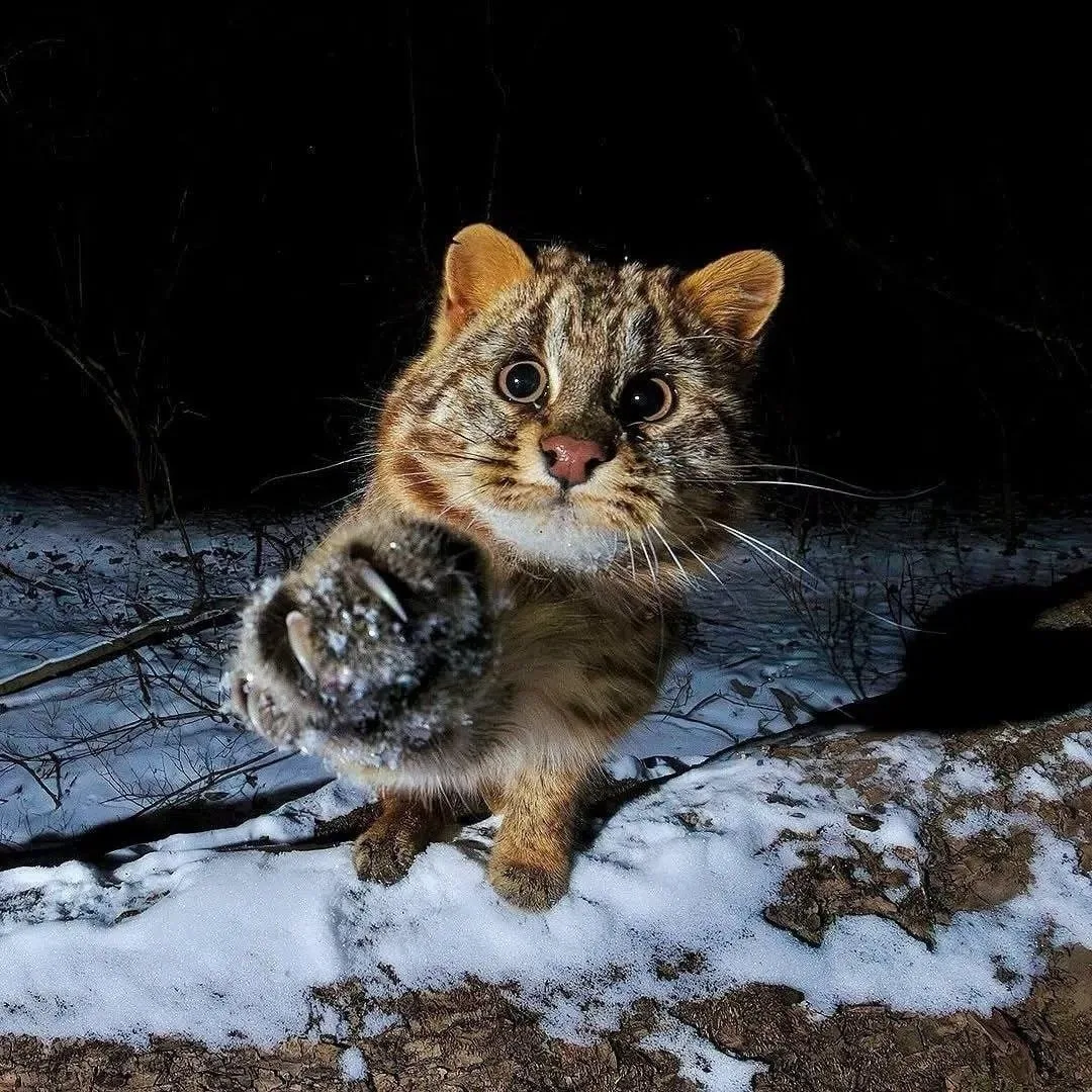 🐱Это Амурский лесной кот — один из самых скрытных диких котов, обитающих на Дальнем Во...