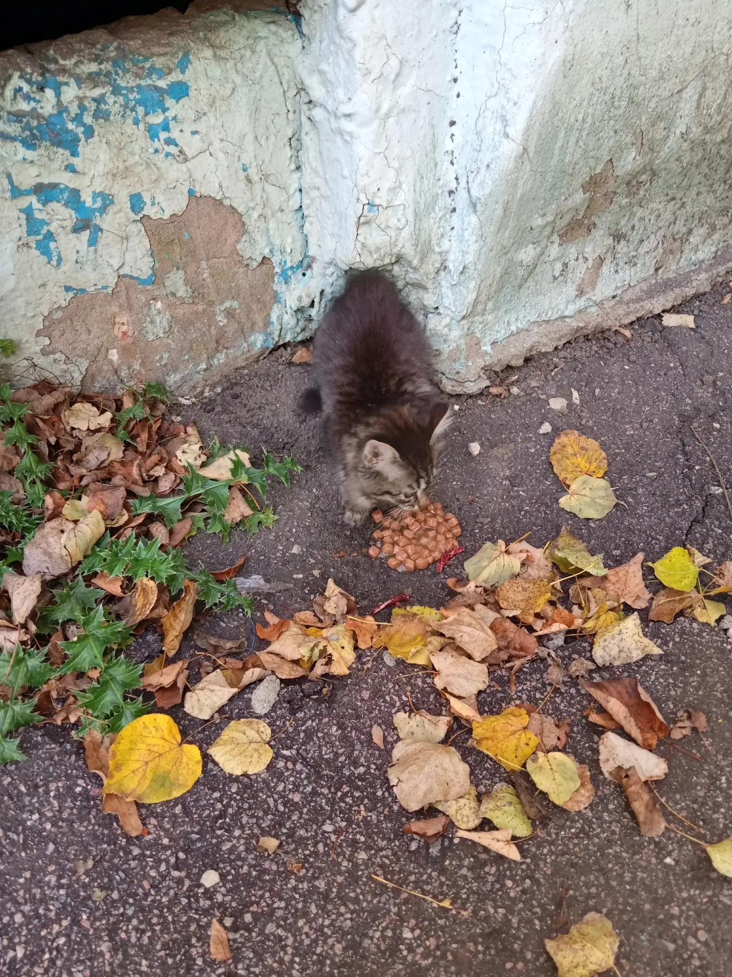 Подкинули котенка на левице 11. Маленький, возьмите пожалуйста кто нибудь