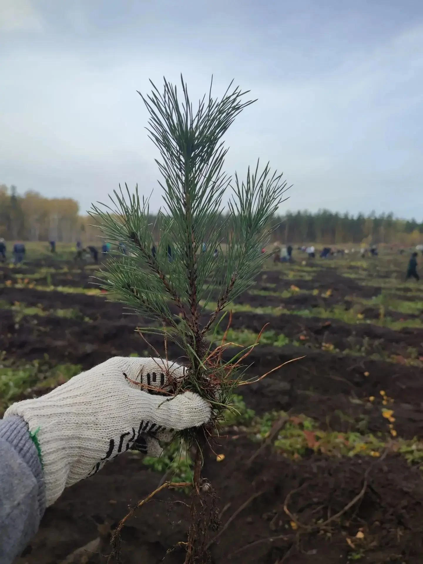 Акция «Сохраним лес» прошла сегодня рядом с НТС «Металлург-3» 🌱🌿