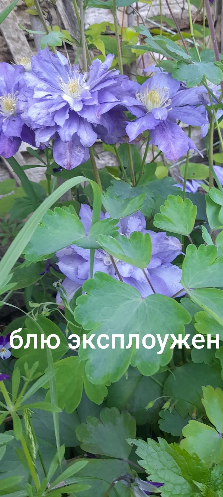 Так же могу предложить с ОКС клематисы 2 группы ( все на фото). Они на зиму коротко не ...