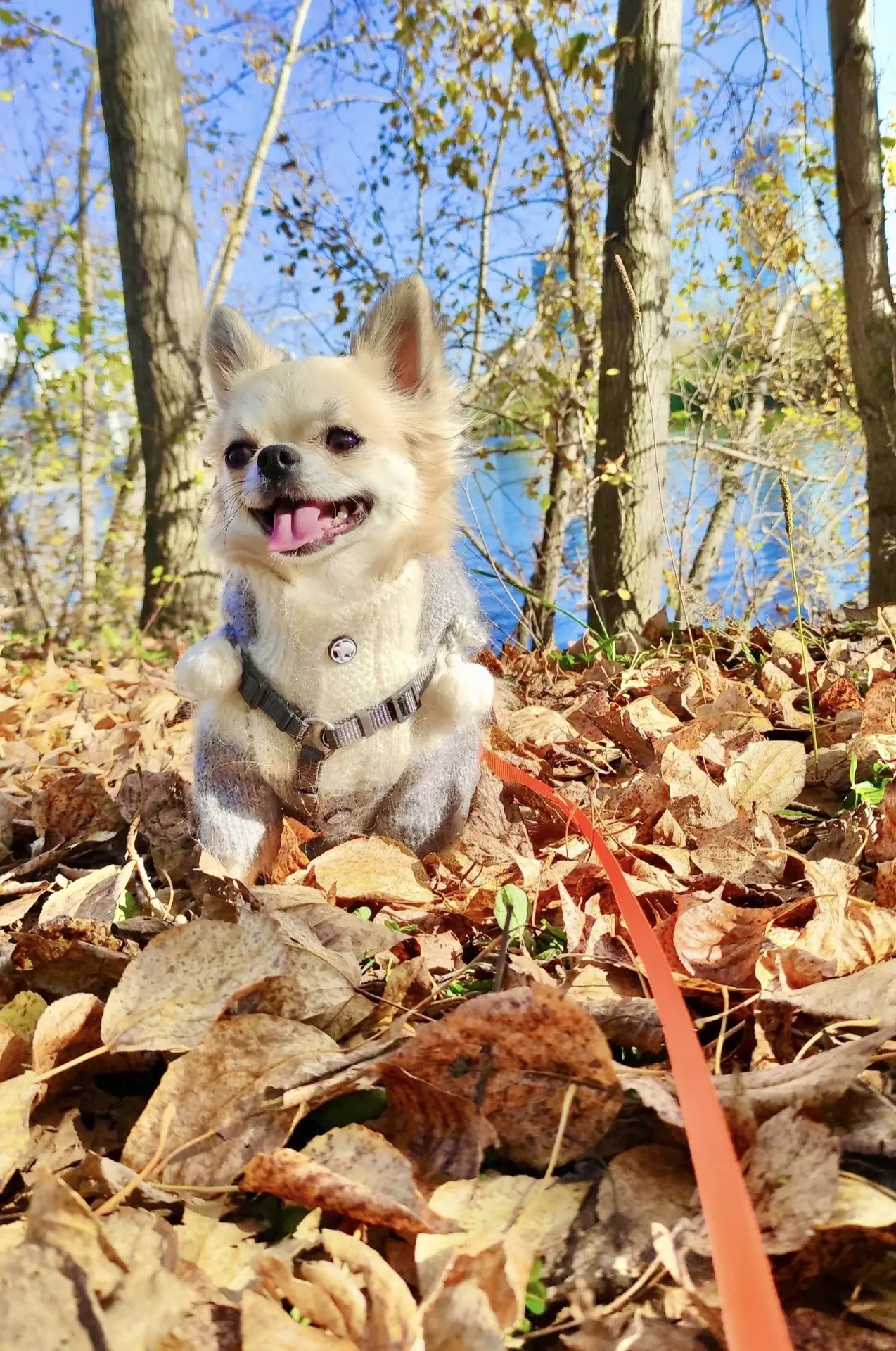 🐾🍁🍂