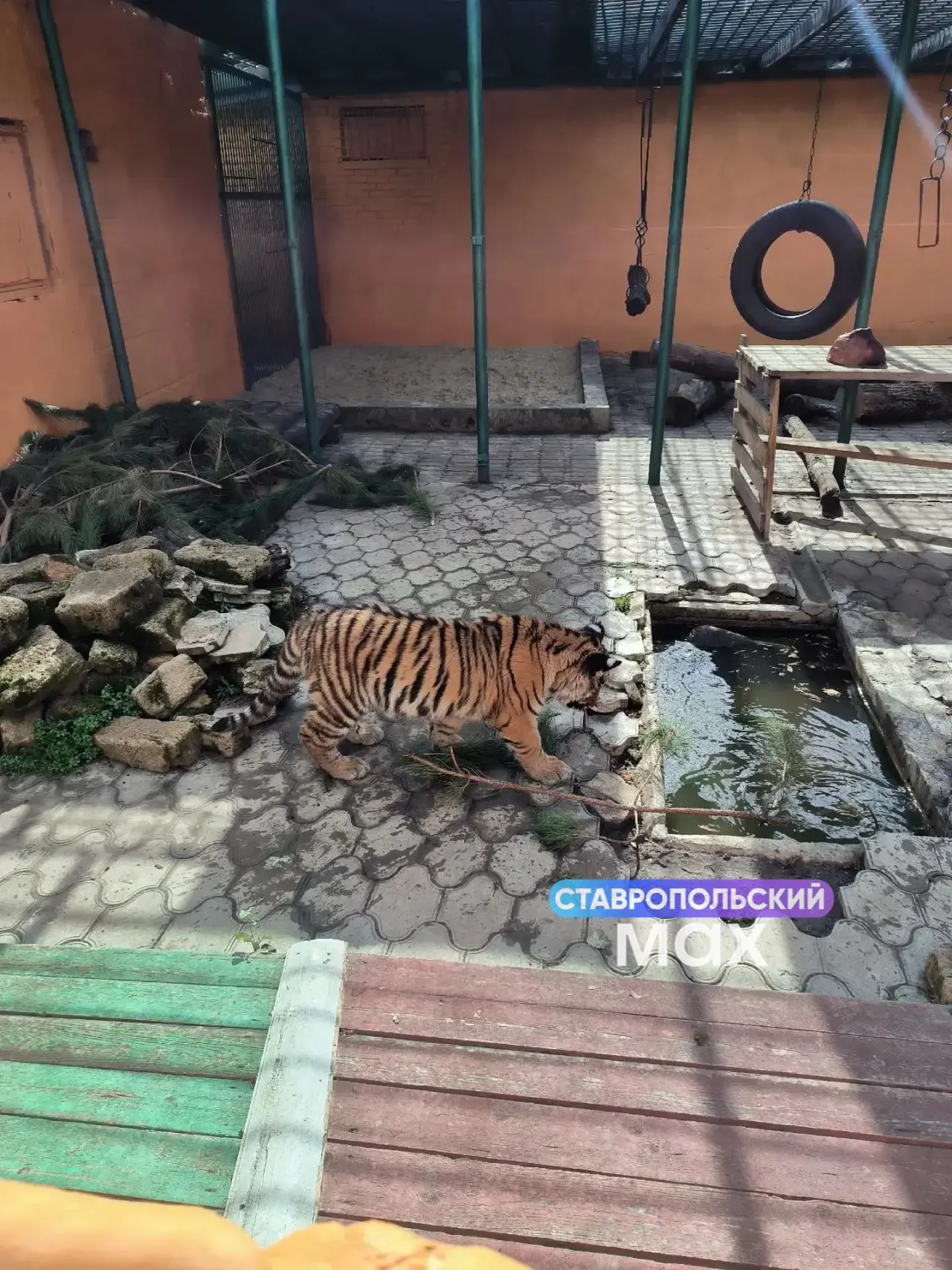 🐯 Тигрица Ляля вышла в новый вольер в Ставропольском зоопарке.