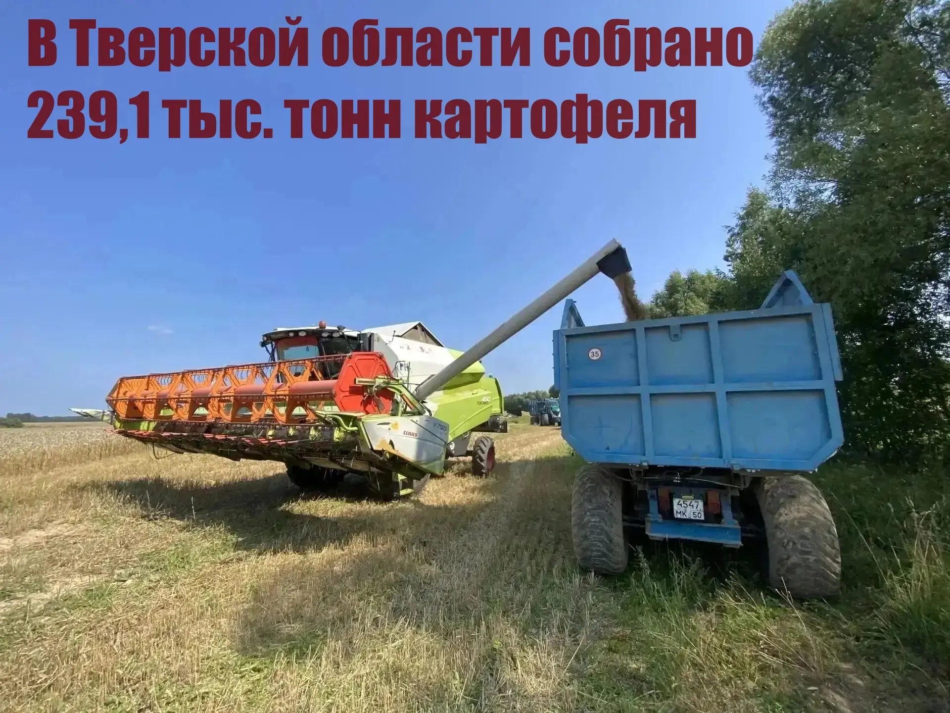 В Тверской области собрано 239,1 тыс. тонн картофеля