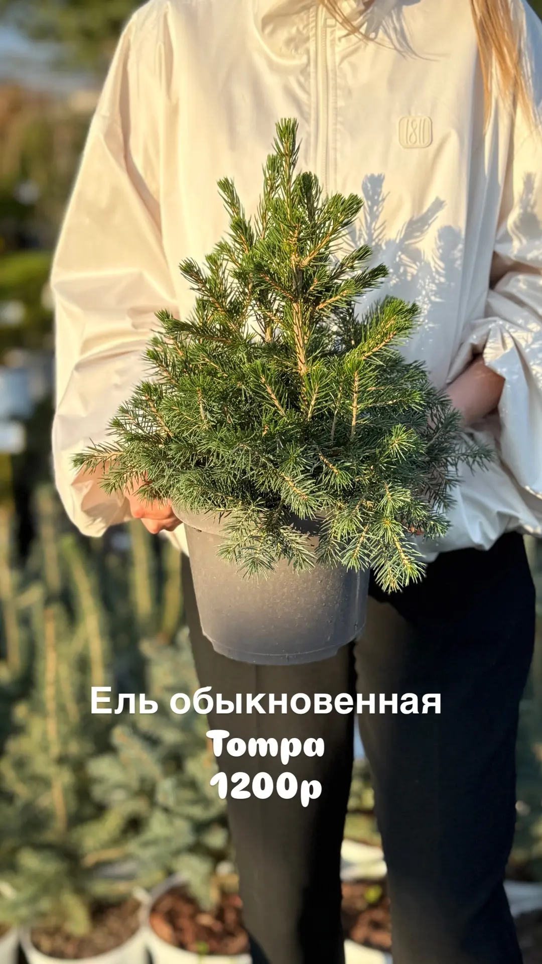Осень - время сажать хвойные! А уж елочка должна быть в каждом саду, тем более сейчас е...