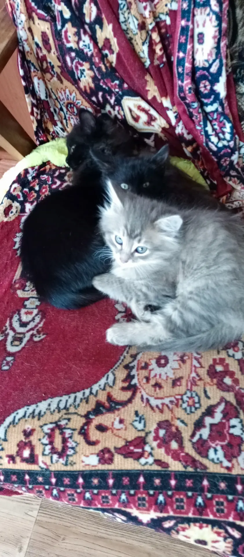 Отдам котят в добрые руки. Мальчики. Едят всё, к лодку приучины.
