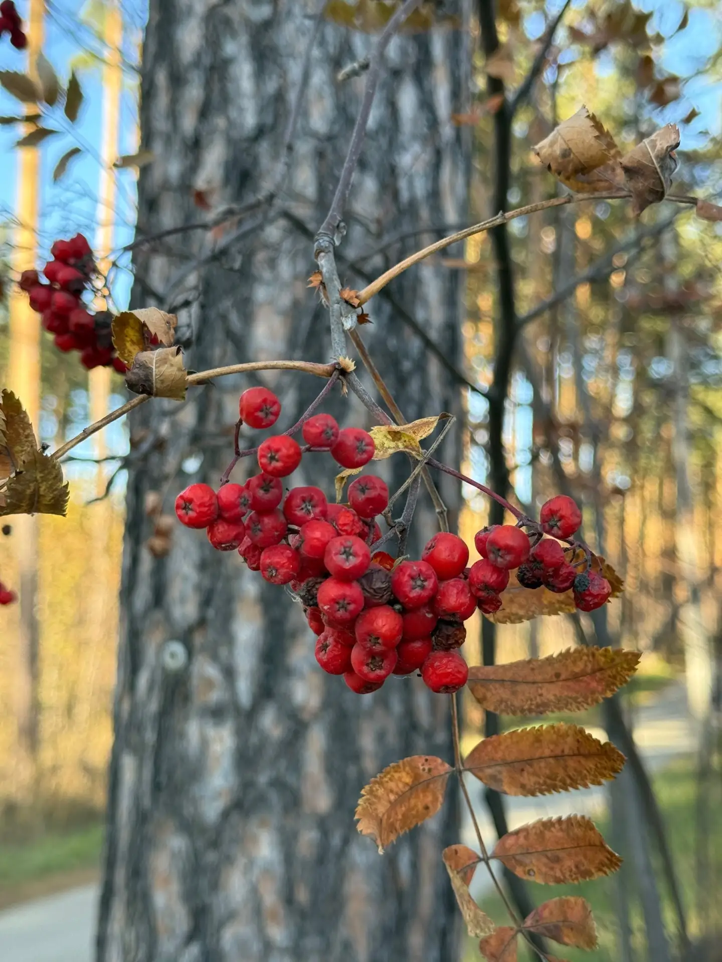 🍂 До +13 градусов: какая погода ждёт березовчан на новой неделе?